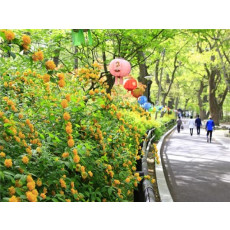 [봄꽃여행] 충청도 공주 봄꽃 당일여행